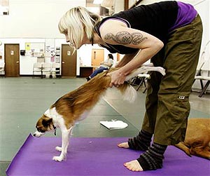 В Америке набирает популярность "собачья йога"