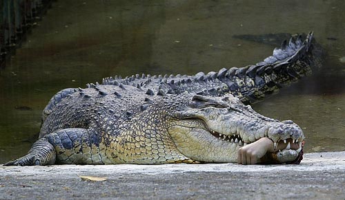 Крокодил оторвал руку ветеринару (ФОТО)