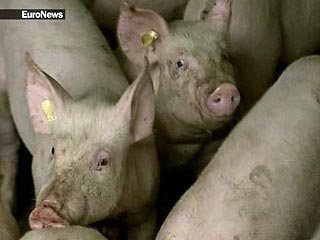 В Колу попали свиные экскременты – пить ее больше нельзя