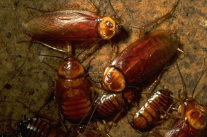 Американский музей скупает тараканов у населения