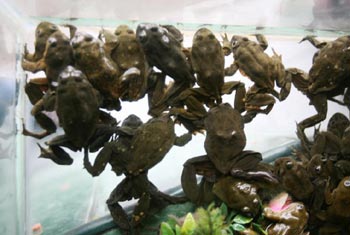 В Перу импотенцию лечат соком из лягушек