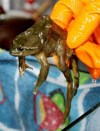 В Перу импотенцию лечат соком из лягушек