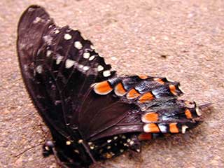 Москвичи убили 200 экзотических бабочек