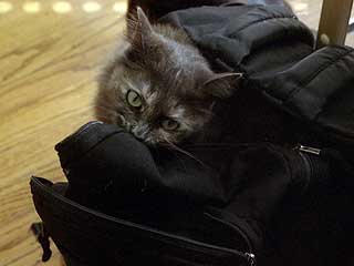 Кот пересек границу, прикинувшись багажом