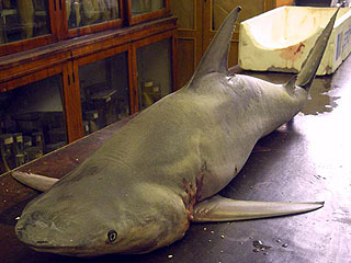 В центре Питера впервые в истории поймали акулу
