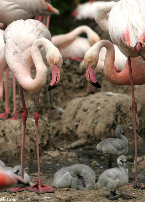Прожив 6 лет вместе, фламинго-геи стали родителями (ФОТО)