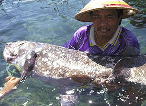 В Индонезии поймали рыбу, вымершую 80 млн лет назад