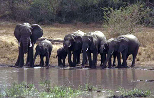 Голодные слоны растоптали женщину и трехлетнюю девочку