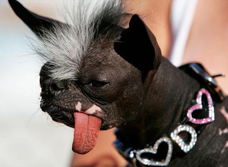 Выбрана самая уродливая собака в мире (ФОТО)