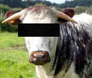 В британской деревне объявился насильник коров