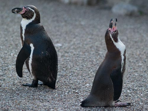 Зоопарк в Перу закрыли из-за серии краж пингвинов
