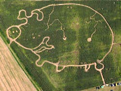 Фермер вырезал на поле гигантскую свинью (ФОТО)