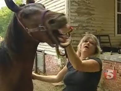 В США живодер зверски покалечил лошадь