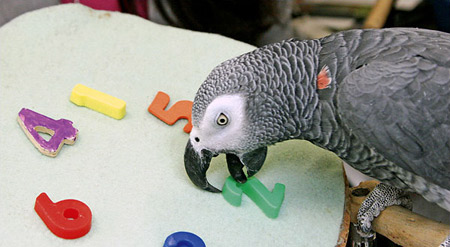 В США скончался самый умный попугай в мире