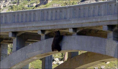 Спасатели вытащили застрявшего на мосту медведя (ФОТО)
