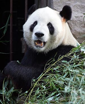 В пекинском зоопарке медведь панды напал на подростка