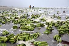 Берег Голландии завалило незрелыми бананами (ФОТО)