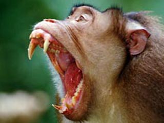 В Индии взбесившаяся обезьяна ранила 25 человек