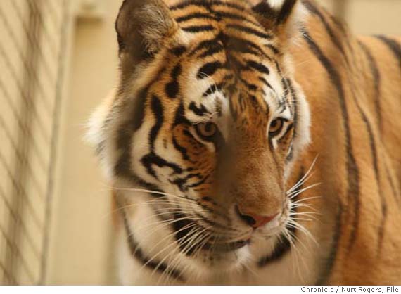 В США сибирская тигрица Татьяна убила человека и ранила еще 2