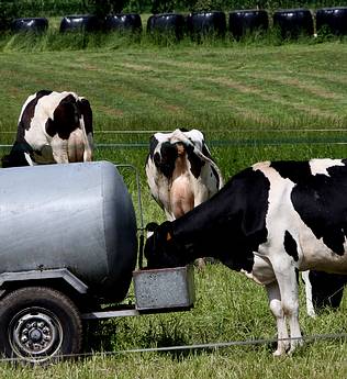 В Голландии практикуют релаксацию с коровами - всего за 45 евро