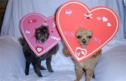 Американцы в День влюбленных потратят на подарки собакам и кошкам $367 млн