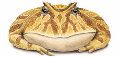 Обнаружена древняя адская жаба, пожиравшая динозавров