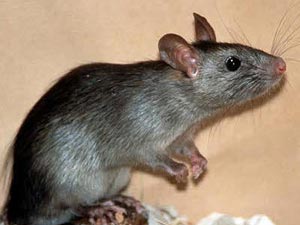 Ученые раскрыли секрет крыс, обнаружив у них навигатор