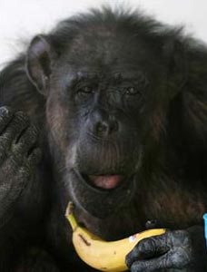 75-летний шимпанзе Чита хочет получить звезду на Аллее Славы
