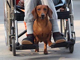 В Китае такса научилась катать больных на инвалидном кресле