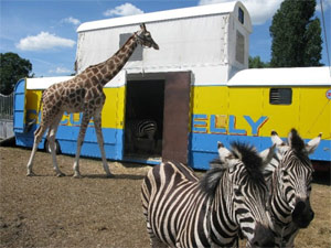 Голландский жираф организовал массовый побег животных из цирка