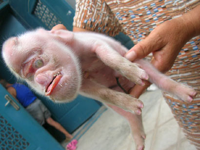 В Китае свинья родила монстра - поросенка с головой обезьяны