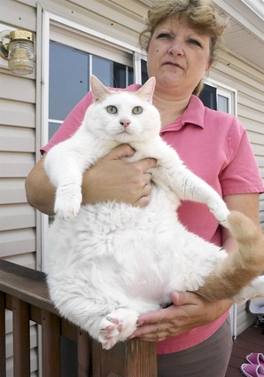 В США обнаружена бездомная кошка ужасащих размеров