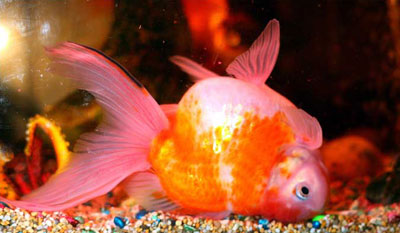С ног на голову: британская золотая рыбка плавает "вверх плавниками"