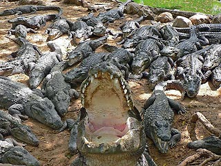 В Мексике крокодилы разорвали залезшего в вольер алкоголика