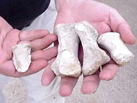 Китайские крестьяне 20 лет питались костями динозавров