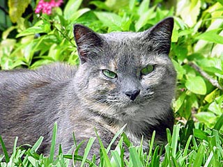 Шестипалых котов Хемингуэя признали национальным достоянием