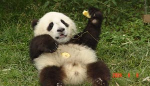 Китайцы решили делать сувениры из экскрементов панды