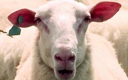 Зоофила оправдали, так как овца не смогла дать показаний