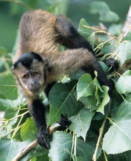 Ученые установили, почему обезьяны писают себе на ноги