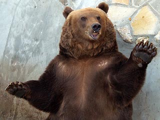 В Румынии безумный медведь с ведром ворвался в психбольницу