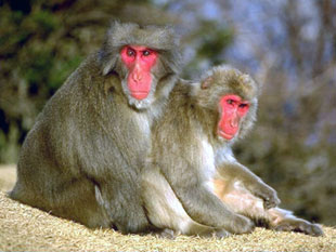 У обезьян тоже существует любовь за деньги, выяснили ученые