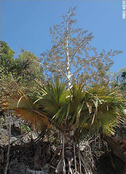 Обнаружен новый вид пальмы-самоубийцы