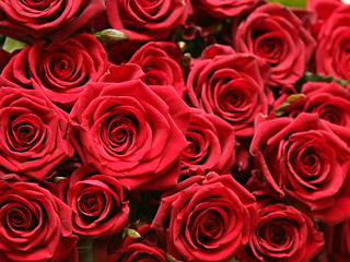Жена отсудила у жадного мужа 124000 красных роз