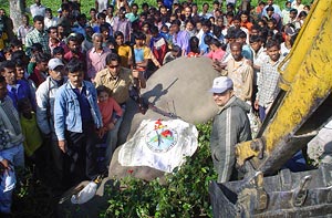 В Индии застрелен слон по кличке "Усама бен Ладен", убивший 11 человек