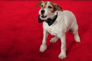 Пес из фильма "Артист" получил собачий аналог премии "Оскар"