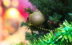 Какое дерево может заменить новогоднюю елку?