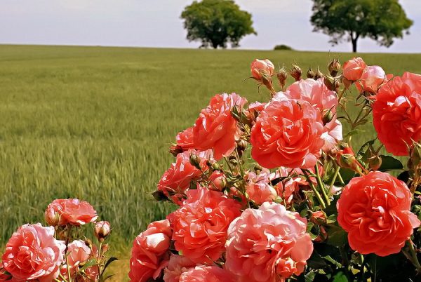 По секрету от флористов: признаки идеальных тюльпанов, хризантем и роз