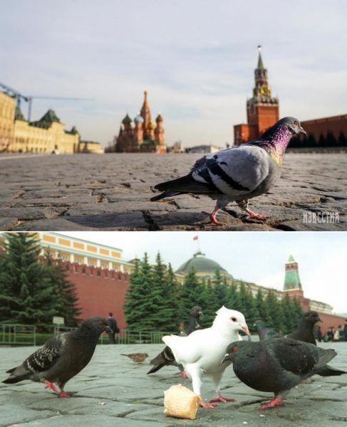 Самоизоляцию в Москве-столице отменили! Как было вчера и будет завтра - наша смешная подборка