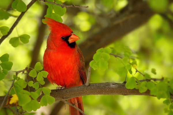 Красный кардинал, 