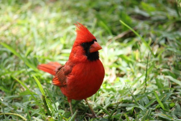 Красный кардинал, 